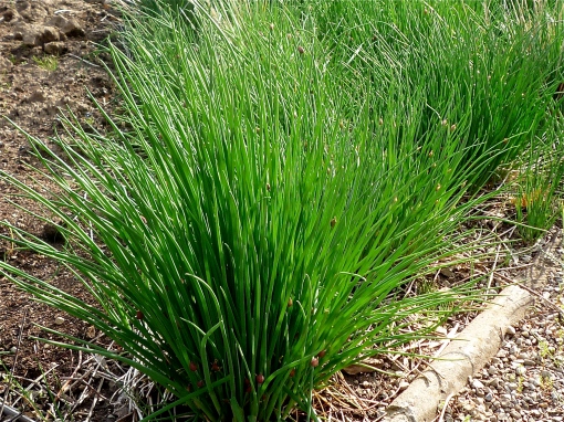 Chives are perennials and will reappear each spring in your garden
